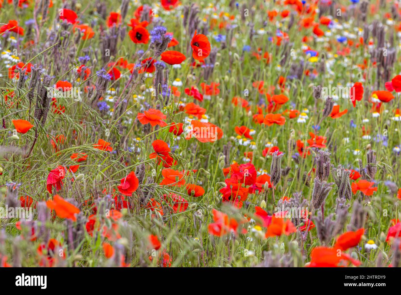 Jardin de fleurs sauvages, fleurs sauvages, coquelicot, bleuet, Marguerite Banque D'Images