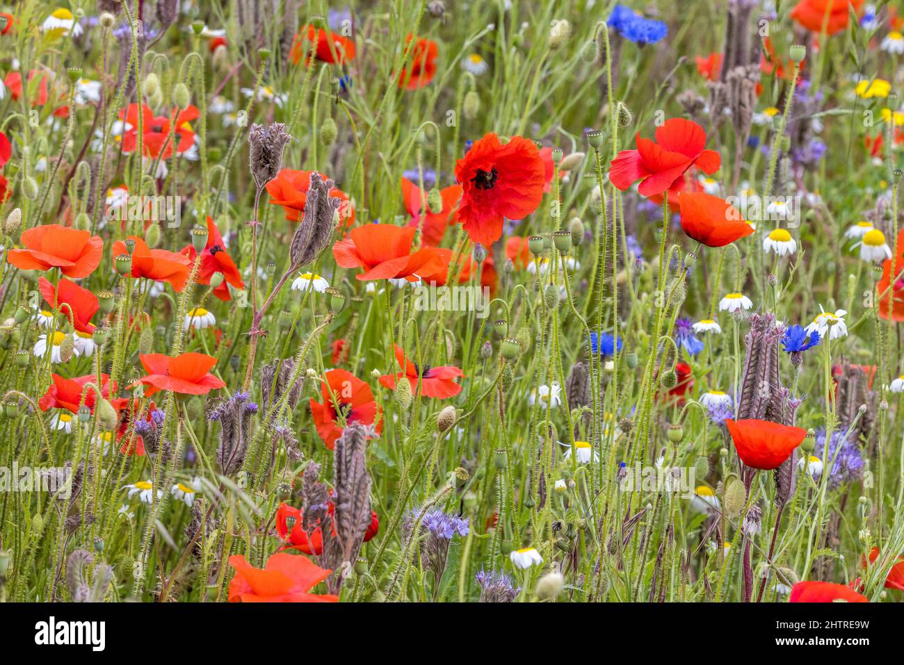 Jardin de fleurs sauvages, fleurs sauvages, coquelicot, bleuet, Marguerite Banque D'Images