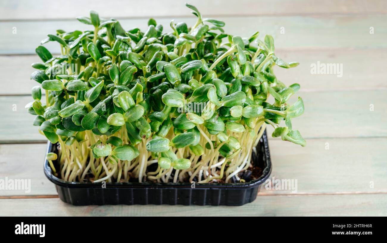 Culture de micro-légumes à la maison, pousses de micro-légumes de tournesol vert frais sur la table de cuisine Banque D'Images