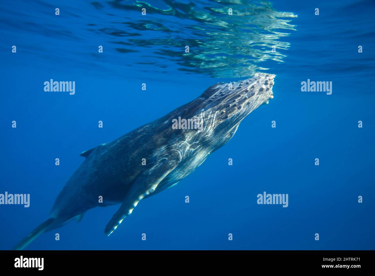 Cette curieuse baleine à bosse, Megaptera novaeangliae, est présente au large de l'île de Lanai, à Hawaï. Banque D'Images