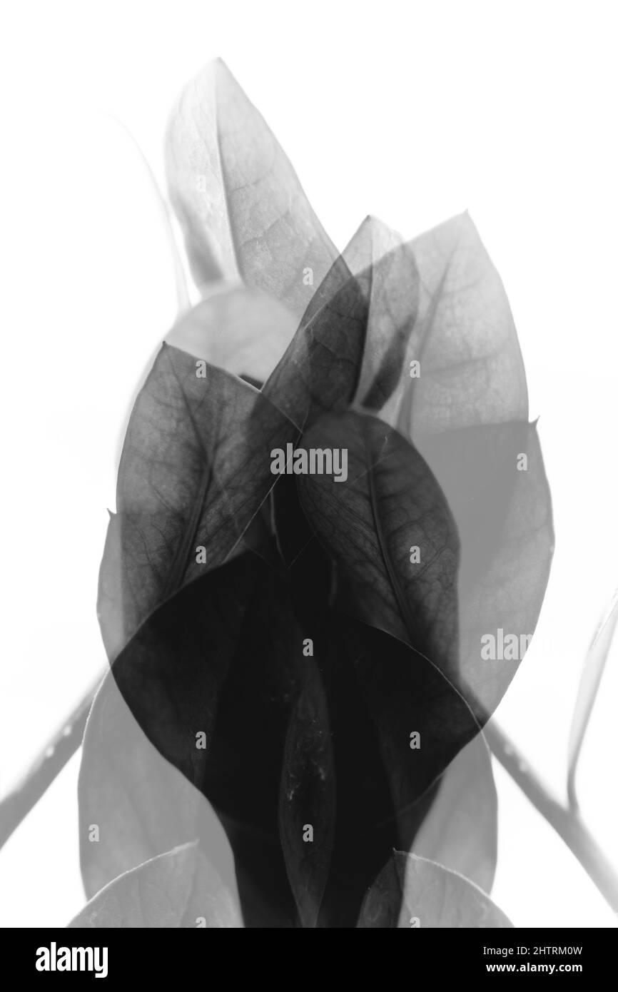 arrière-plan abstrait des fleurs et des plantes, double exposition multiple Banque D'Images