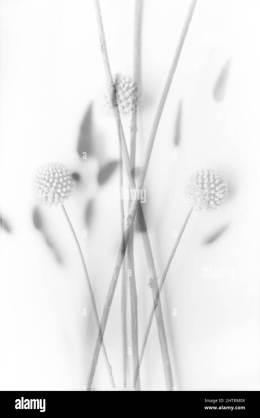 arrière-plan abstrait des fleurs et des plantes, double exposition multiple Banque D'Images