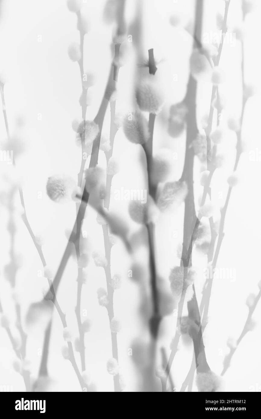arrière-plan abstrait des fleurs et des plantes, double exposition multiple Banque D'Images