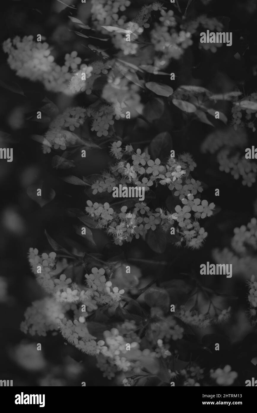 arrière-plan abstrait des fleurs et des plantes, double exposition multiple Banque D'Images