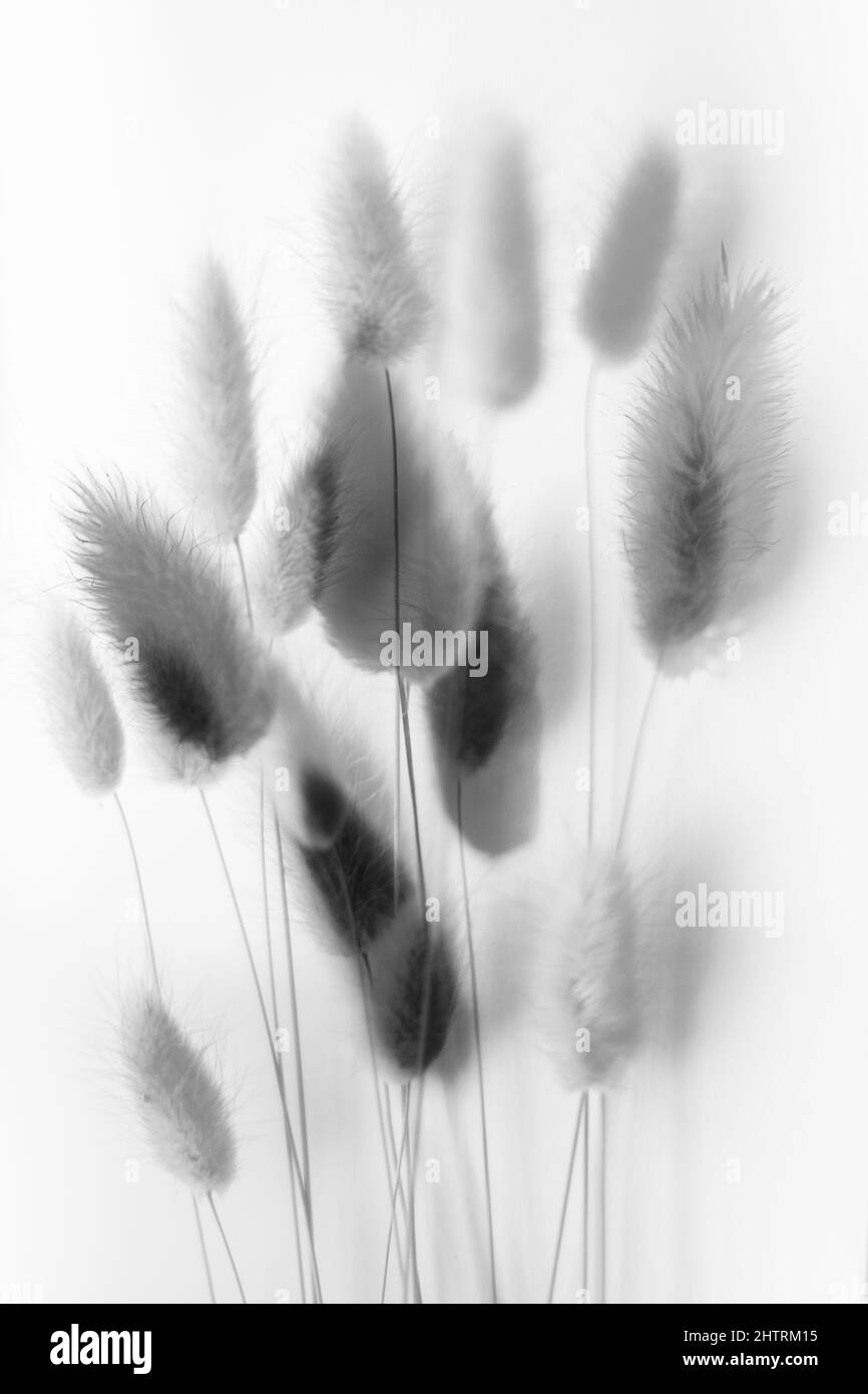 arrière-plan abstrait des fleurs et des plantes, double exposition multiple Banque D'Images