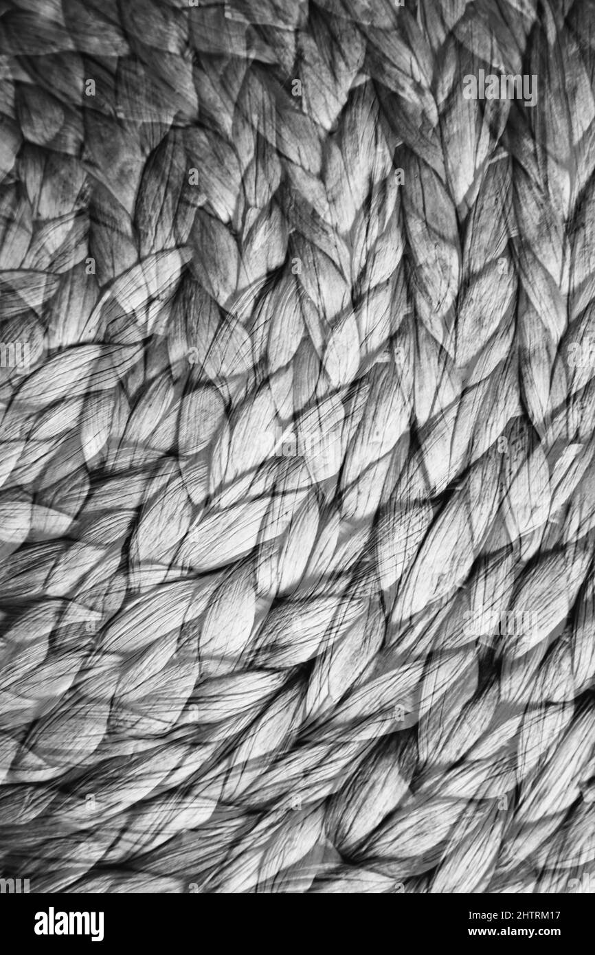 arrière-plan abstrait des fleurs et des plantes, double exposition multiple Banque D'Images