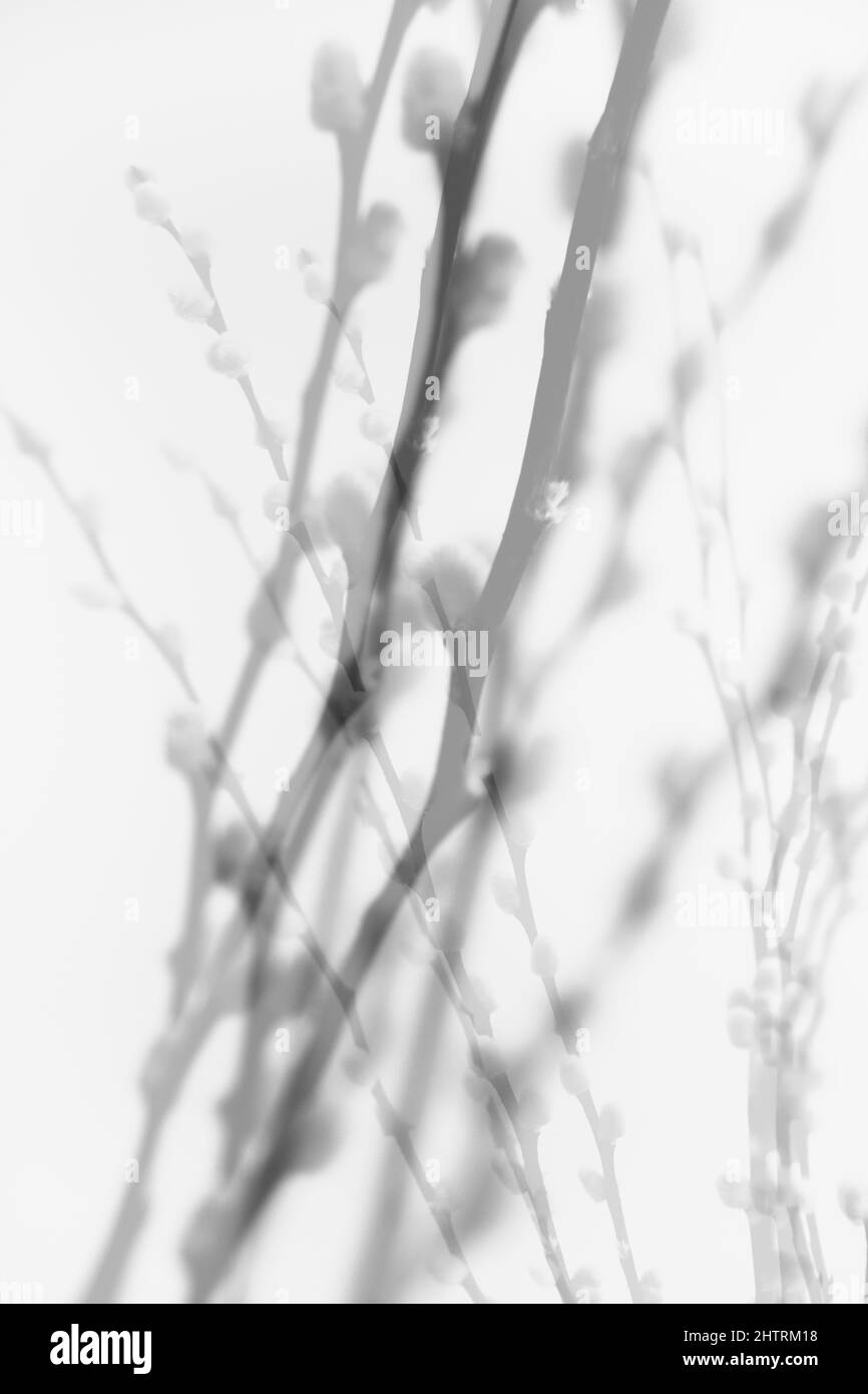 arrière-plan abstrait des fleurs et des plantes, double exposition multiple Banque D'Images