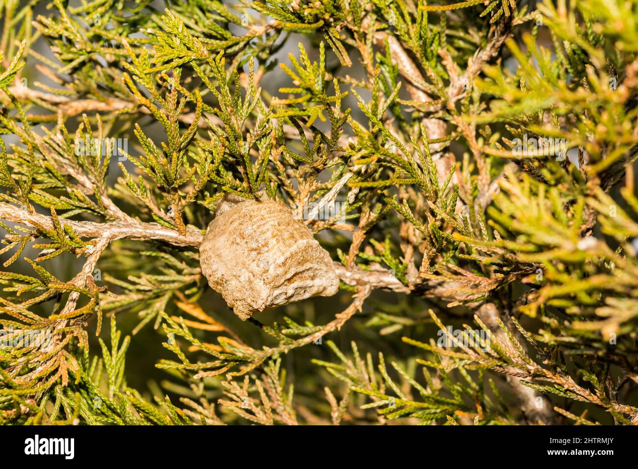 Prier Mantis Ootheca Banque D'Images