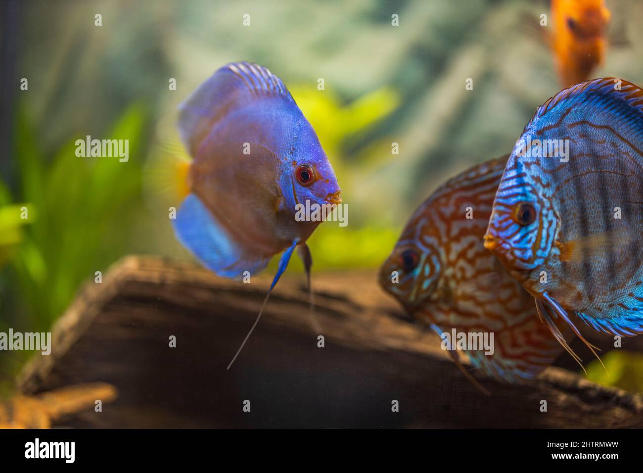Belle vue sur le poisson coloré Discus dans l'aquarium. Suède. Banque D'Images
