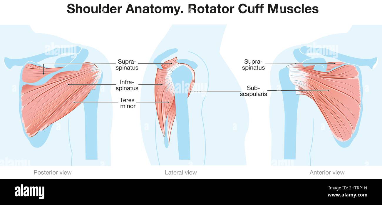 Illustration montrant l'anatomie de l'épaule. Muscles de la coiffe des