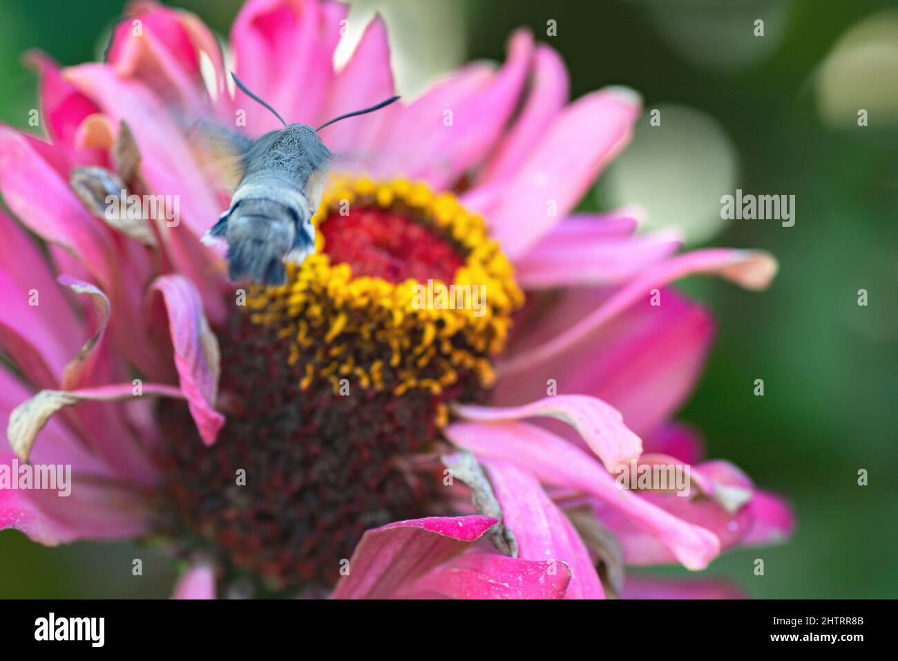 papillon, nectary - un insecte ressemblant à un oiseau-colibri vole jusqu'à une fleur de zinnia pour recueillir l'accent sélektif de nectar Banque D'Images