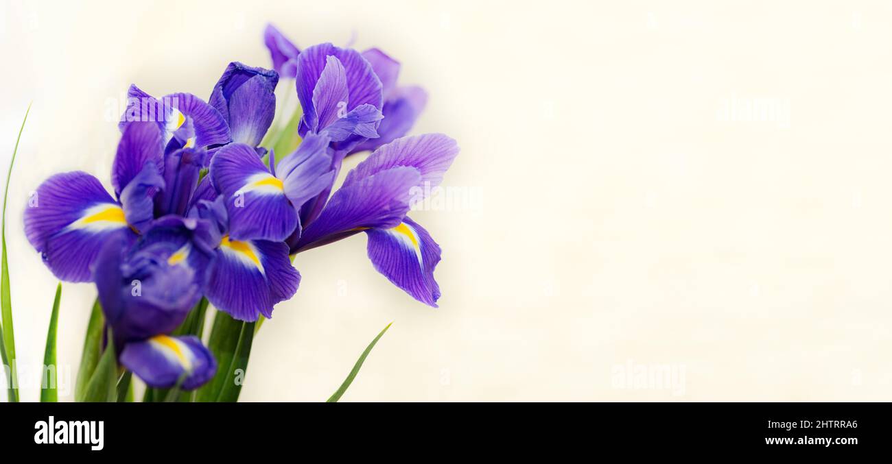 fond floral naturel avec mise au point sélective des iris bleus Banque D'Images