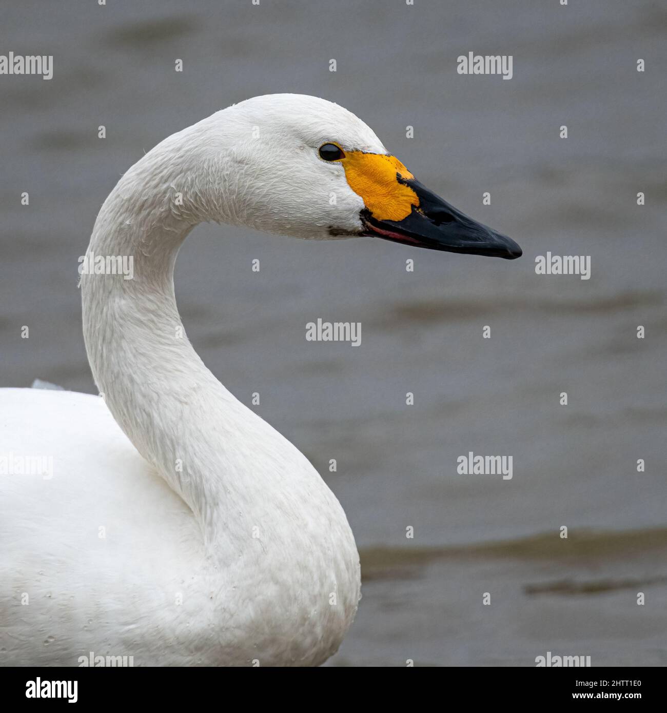 Cygne de Bewick (Cygnus bewickii) Banque D'Images