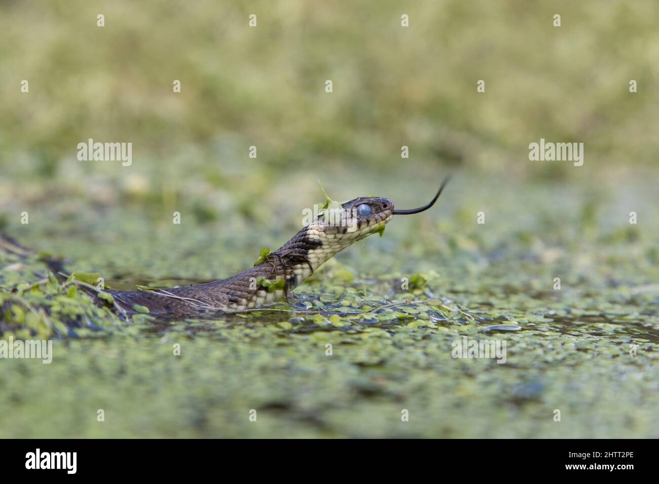 Serpent à herbe (Natrix natrix) adulte avec des yeux nuageux avant de se débarrasser de la peau, tourbillonnant parmi les duckweed, flicking langue Banque D'Images