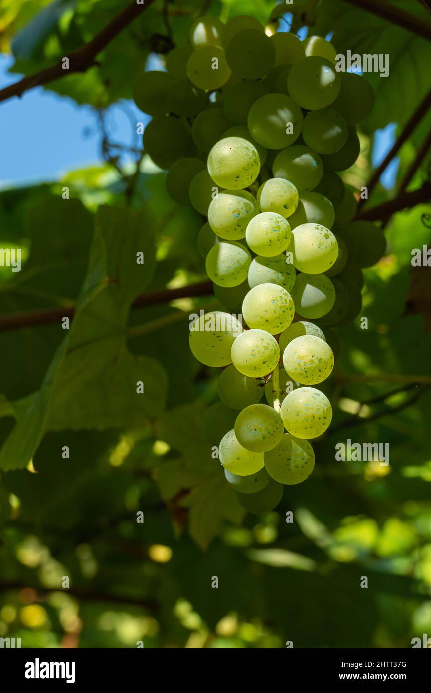 bouquet de raisins blancs dans le vignoble à l'extérieur avec la lumière du soleil à la verticale Banque D'Images