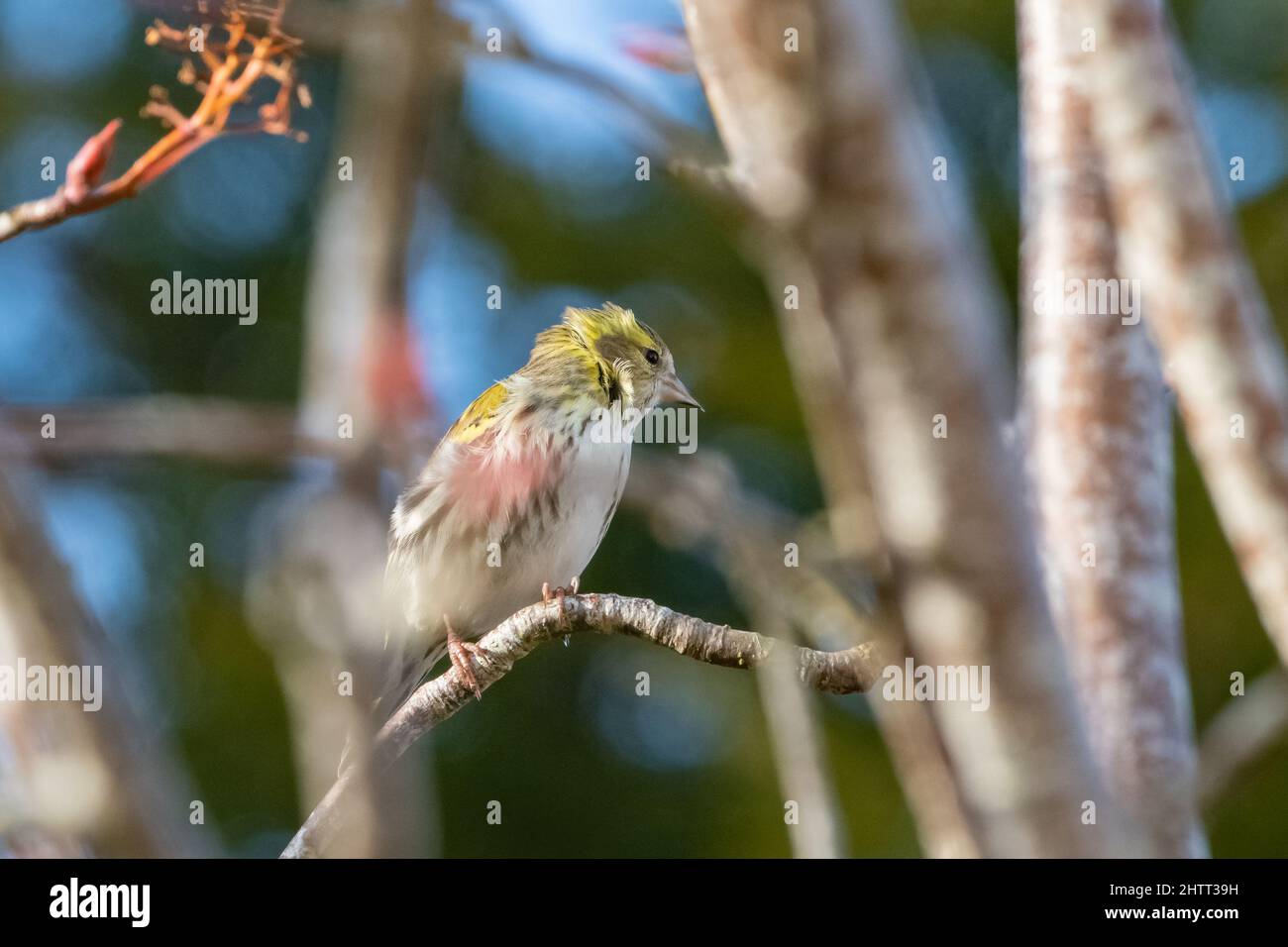 Femme européenne Siskin, (Carduelis spinus), Inverurie, Aberdeenshire, Royaume-Uni Banque D'Images