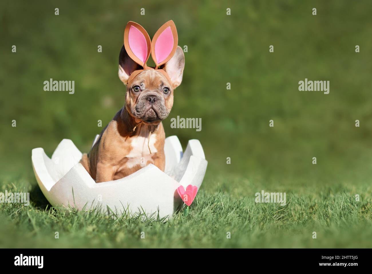 Chien de Pâques. Chiot Bulldog français assis dans une coquille d'œuf sur l'herbe avec un espace de copie Banque D'Images