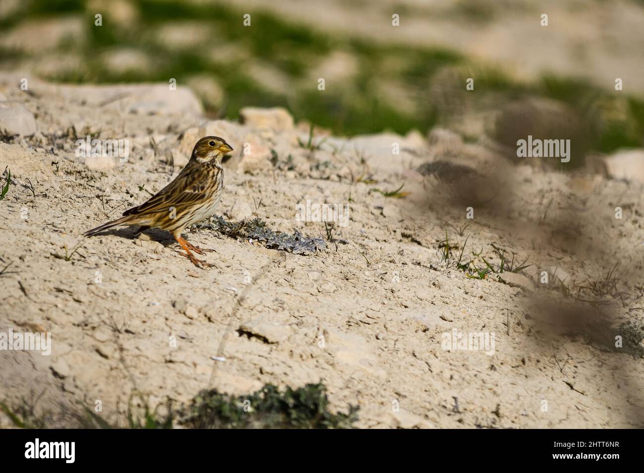 Emberiza calandra - le triguero est une espèce d'oiseau de passereau de la famille des Emberizidae Banque D'Images