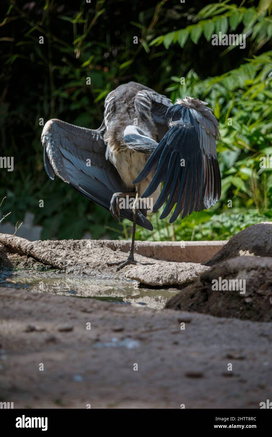 Grand oiseau avec de grandes plumes grises Banque D'Images