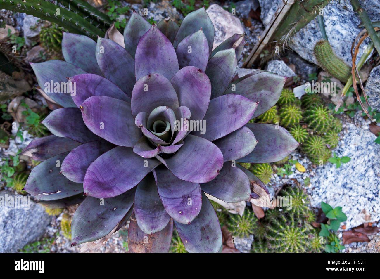 Jardin tropical aux ions broméliades violettes, Brésil Banque D'Images Jardin tropical aux ions broméliades violettes, Brésil Banque D'Images
