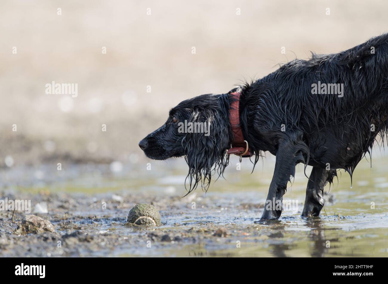 chien noir humide avec un collier rouge vif jouant dans la boue avec une balle de tennis Banque D'Images
