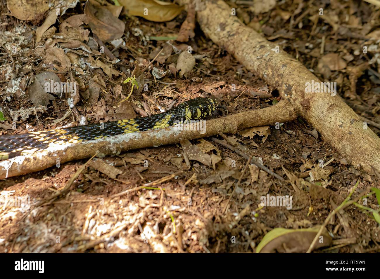 Serpent de poulet noir et jaune de l'espèce Spilotes pullatus Banque D'Images