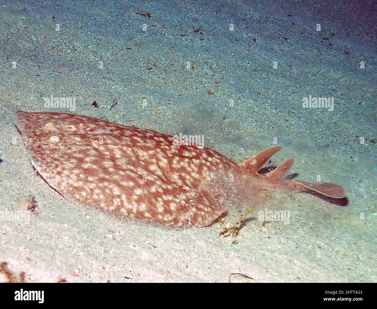 Un Torpedo Ray marbré (Torpedo marmorata) dans la mer Rouge, Égypte Banque D'Images