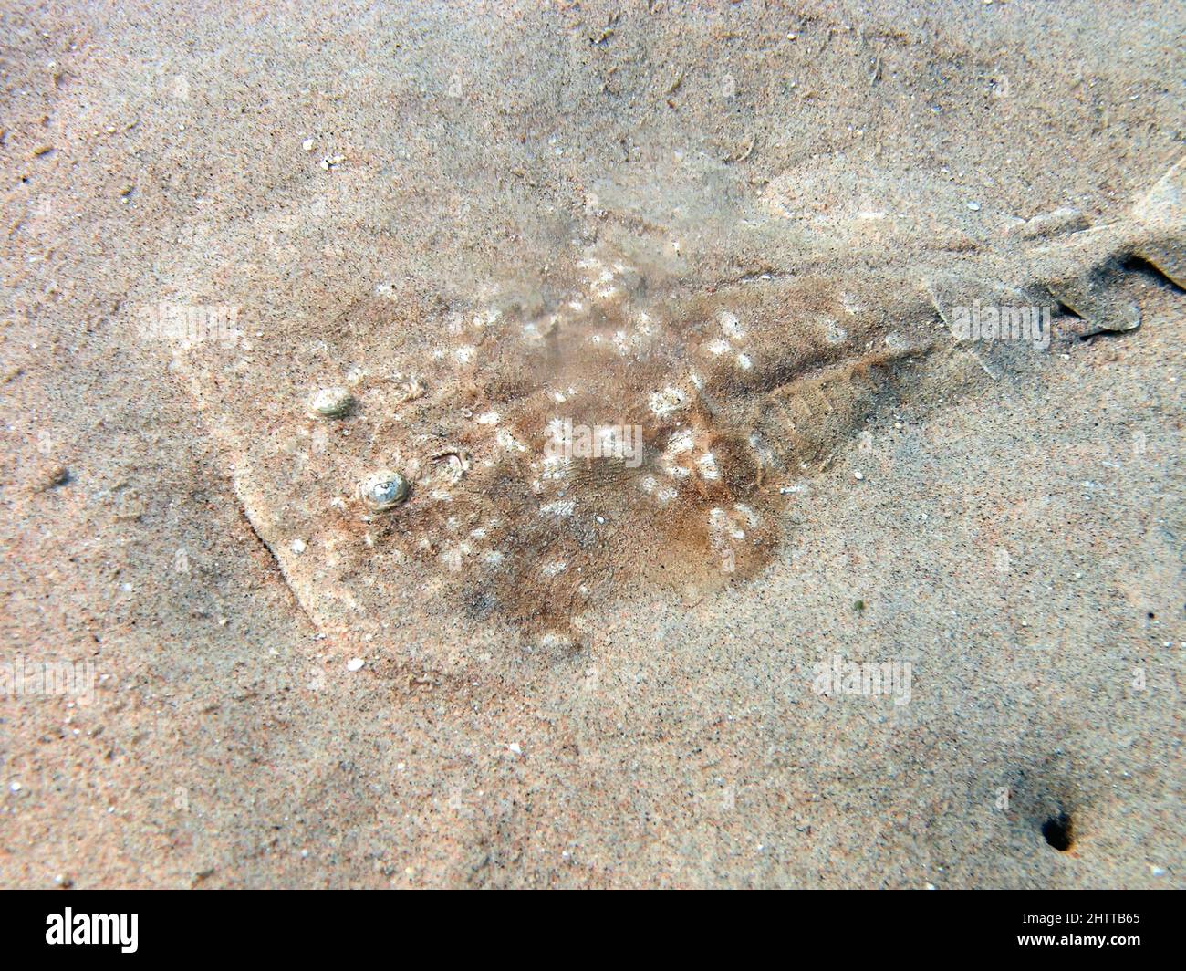 Un Torpedo Ray marbré (Torpedo marmorata) dans la mer Rouge, Égypte Banque D'Images