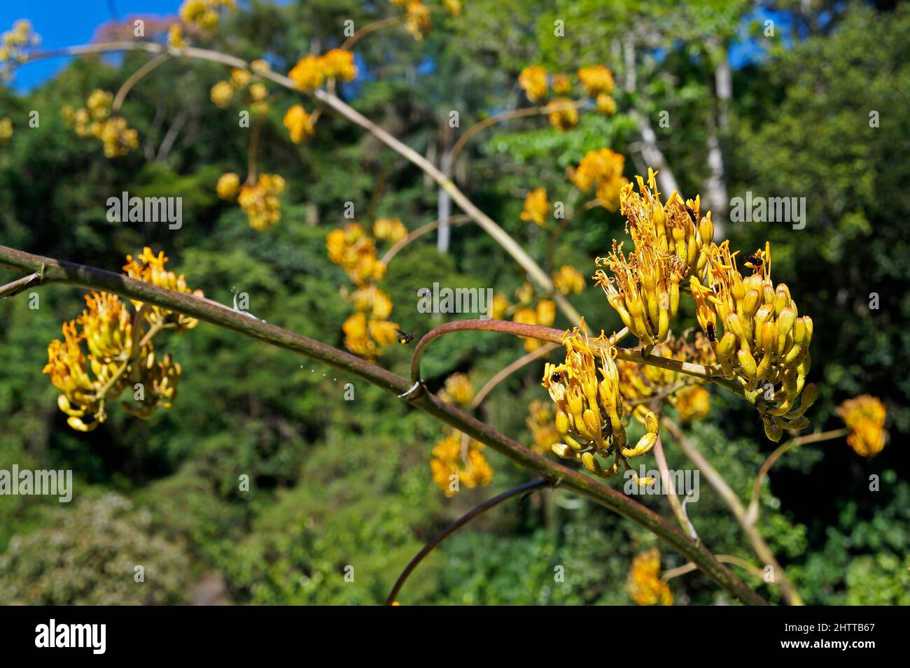 Fleurs d'Agave dans le jardin Banque D'Images