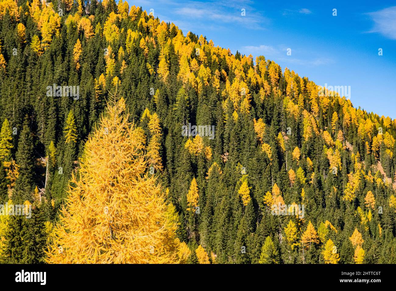 Des larches colorées et des pins autour de la ville de Wolkenstein dans la vallée de Val Gardena en automne. Banque D'Images
