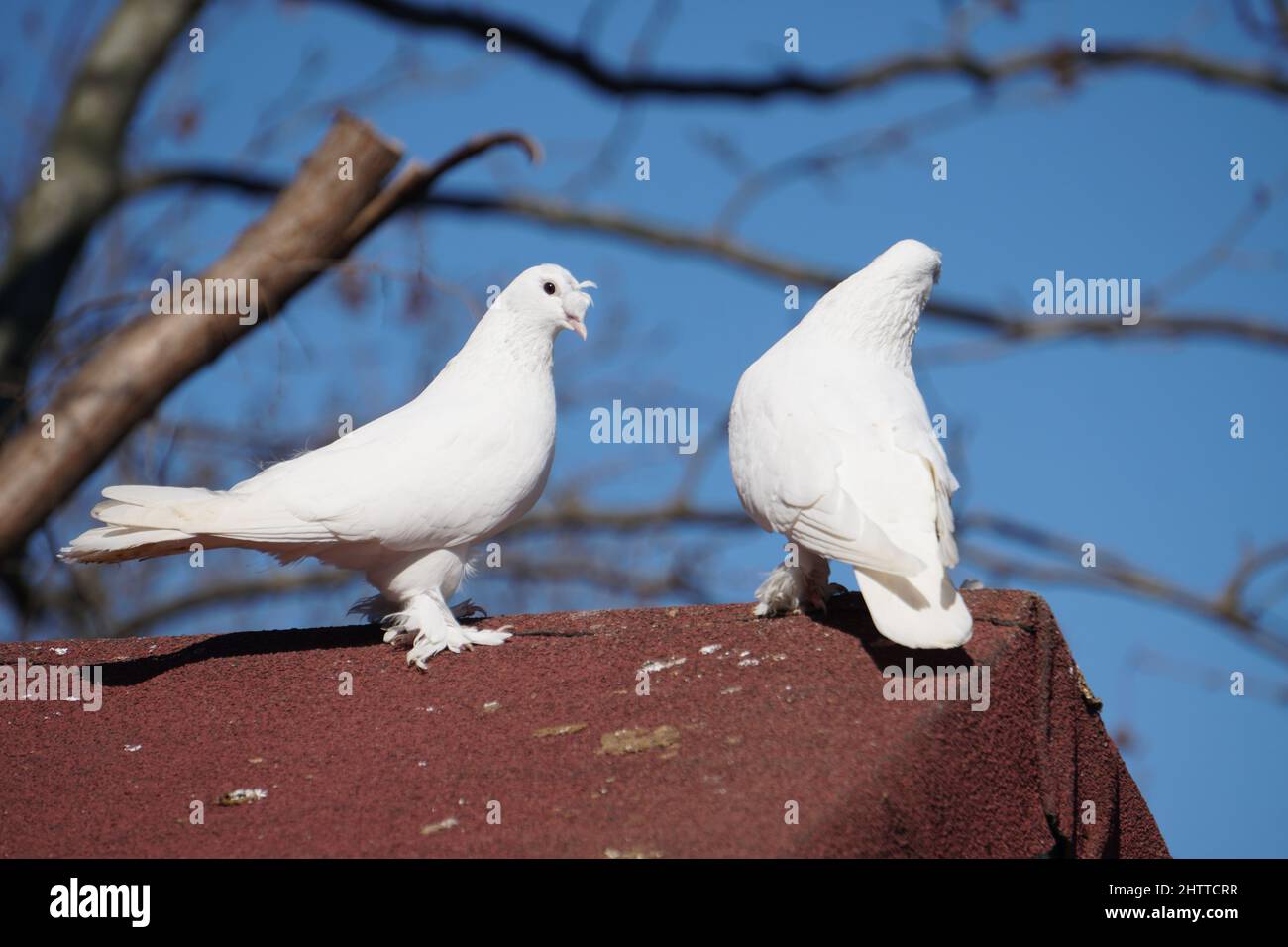 Symbole de paix colombes blanches Banque D'Images