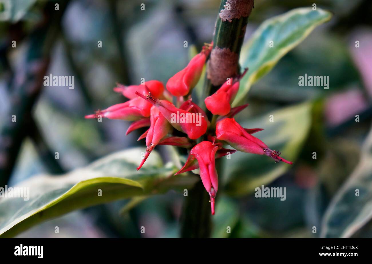 Fleurs de l'épine dorsale du diable (Euphorbia tithymaloides ou Pedilanthus tithymaloides) Banque D'Images