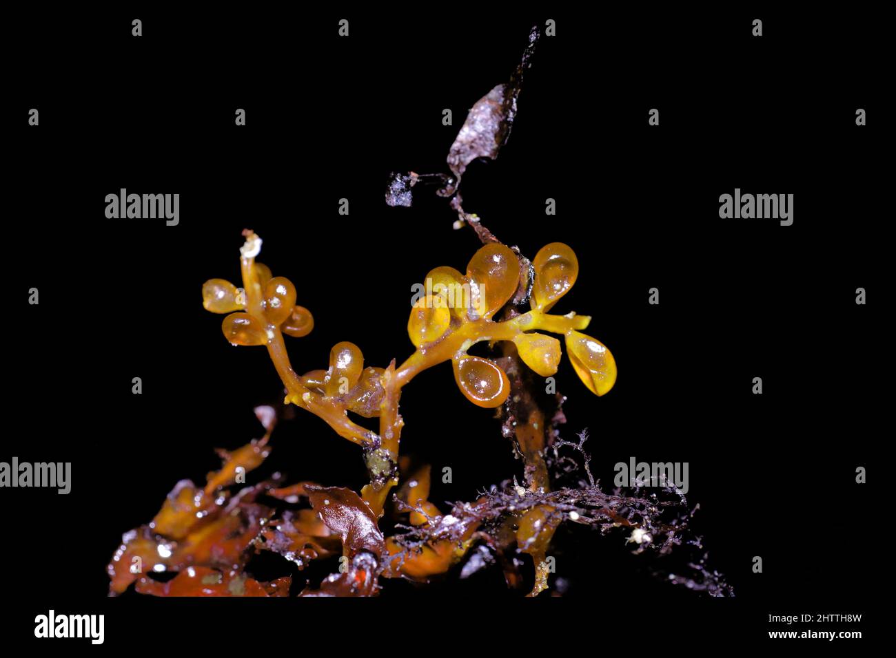 Gros plan sur les algues (chou-fleur racemosa) Banque D'Images