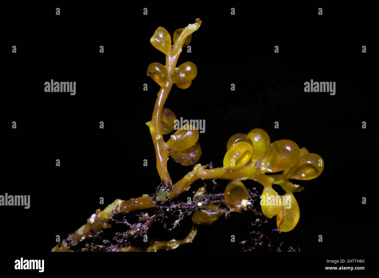 Gros plan sur les algues (chou-fleur racemosa) Banque D'Images