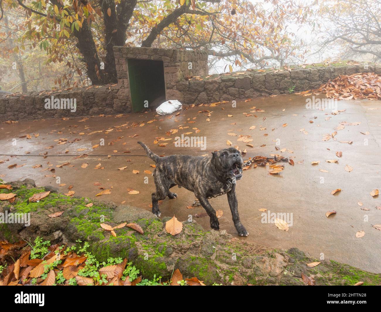 Chien de garde maison de campagne campagne Banque de photographies et d — free download