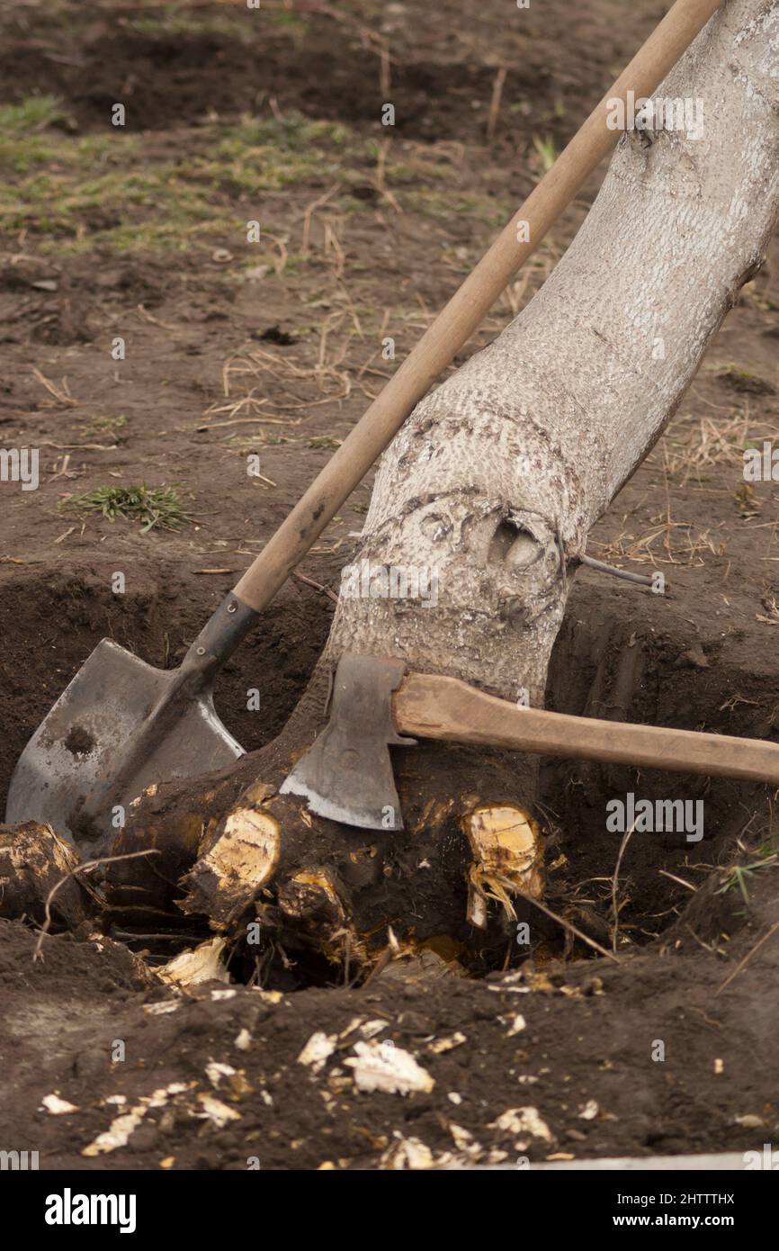 Déracinement et suppression des arbres. Arbre de noyer sapé avec des  racines hachées dans un trou avec une hache et une pelle. Gros plan Photo  Stock - Alamy