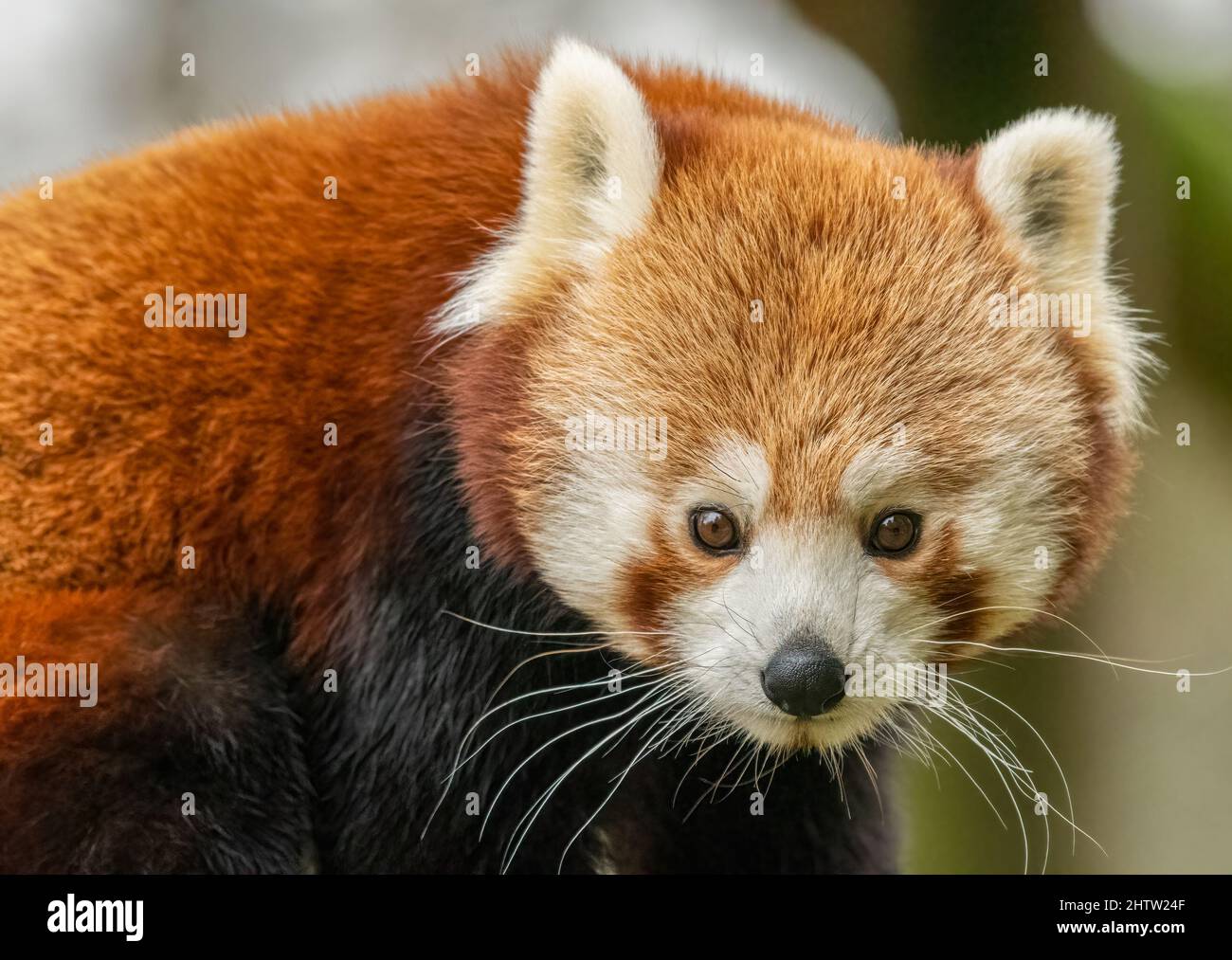 Portrait en gros plan du panda rouge (Ailurus fulgens). Animal mignon de l'Himalaya. Banque D'Images