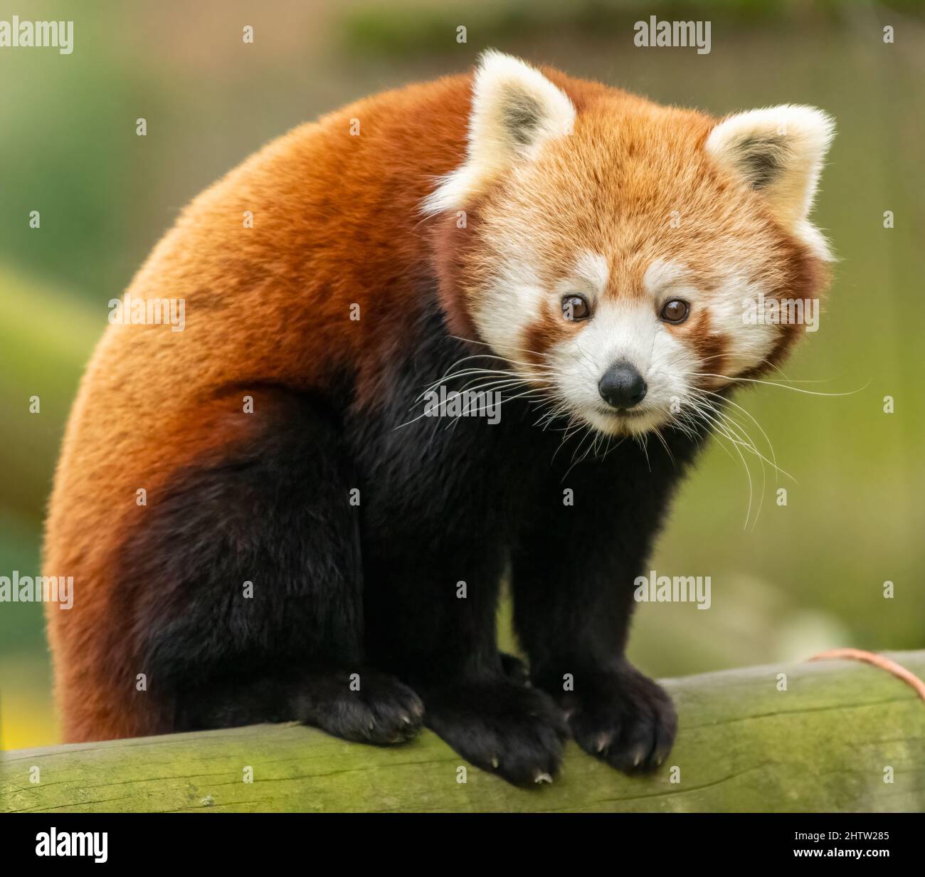 Portrait de Panda rouge (Ailurus fulgens) dans un zoo du Royaume-Uni. Animal mignon de l'Himalaya. Banque D'Images