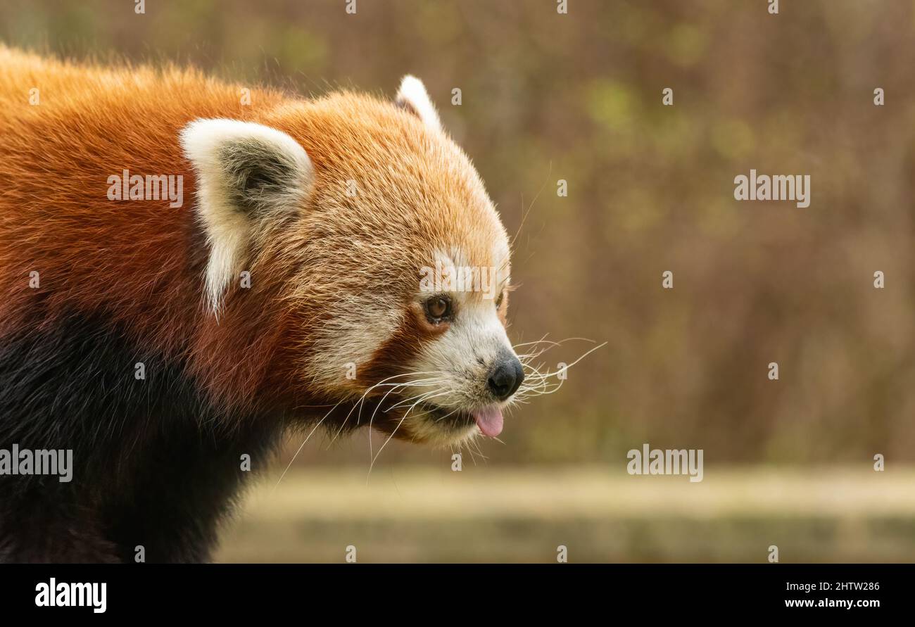 Portrait de Panda rouge (Ailurus fulgens) dans un zoo du Royaume-Uni. Animal mignon de l'Himalaya. Banque D'Images
