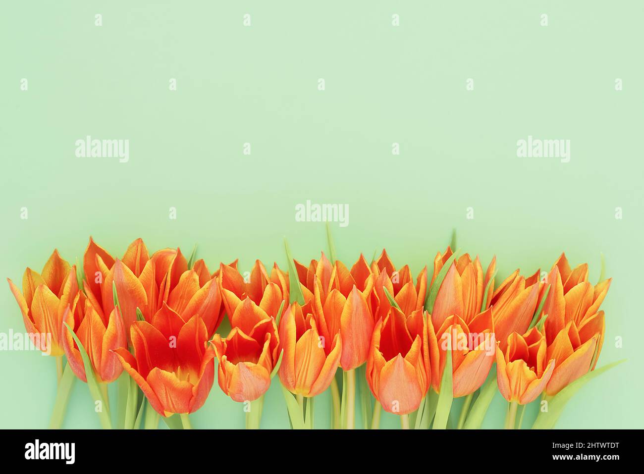 Tulipes orange vif sur fond vert. Fête des mères, Saint-Valentin, concept de célébration d'anniversaire. Copier l'espace pour le texte, vue de dessus Banque D'Images