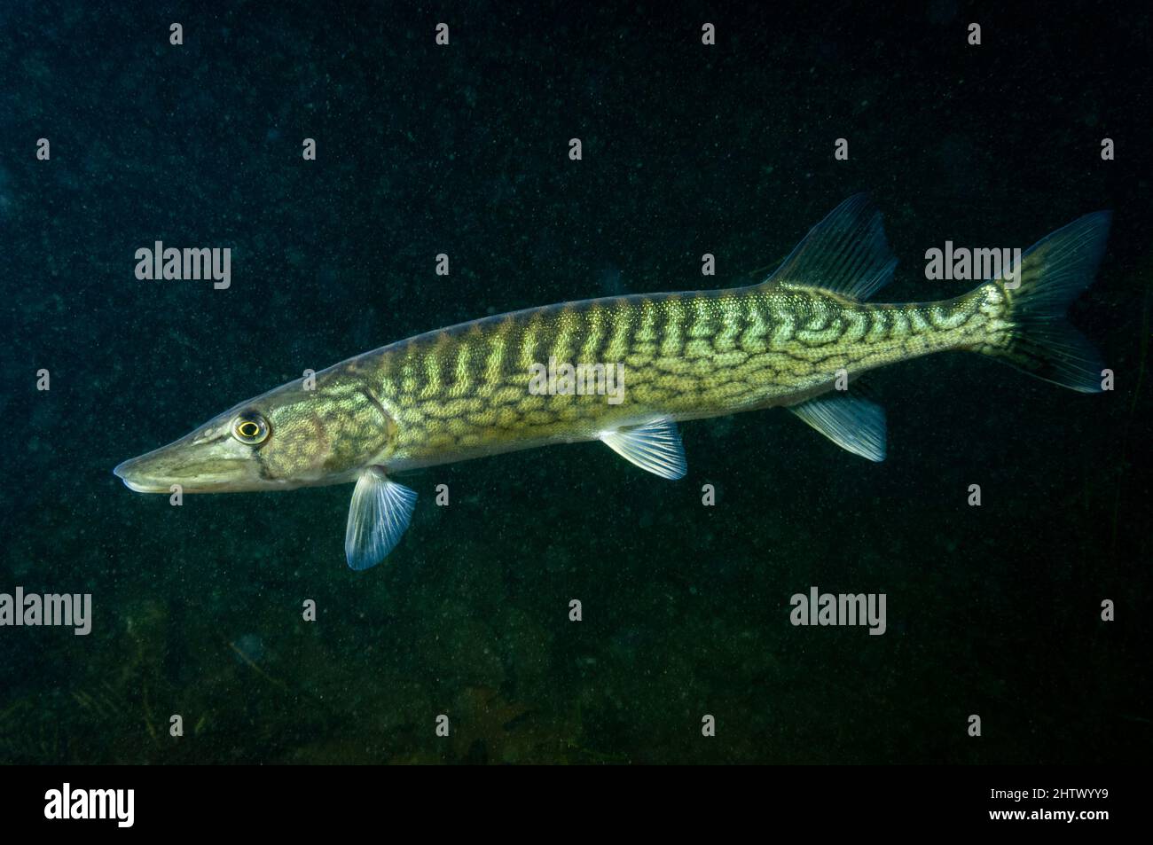 Brochet à chaîne sous l'eau dans le fleuve Saint-Laurent au Canada Banque D'Images