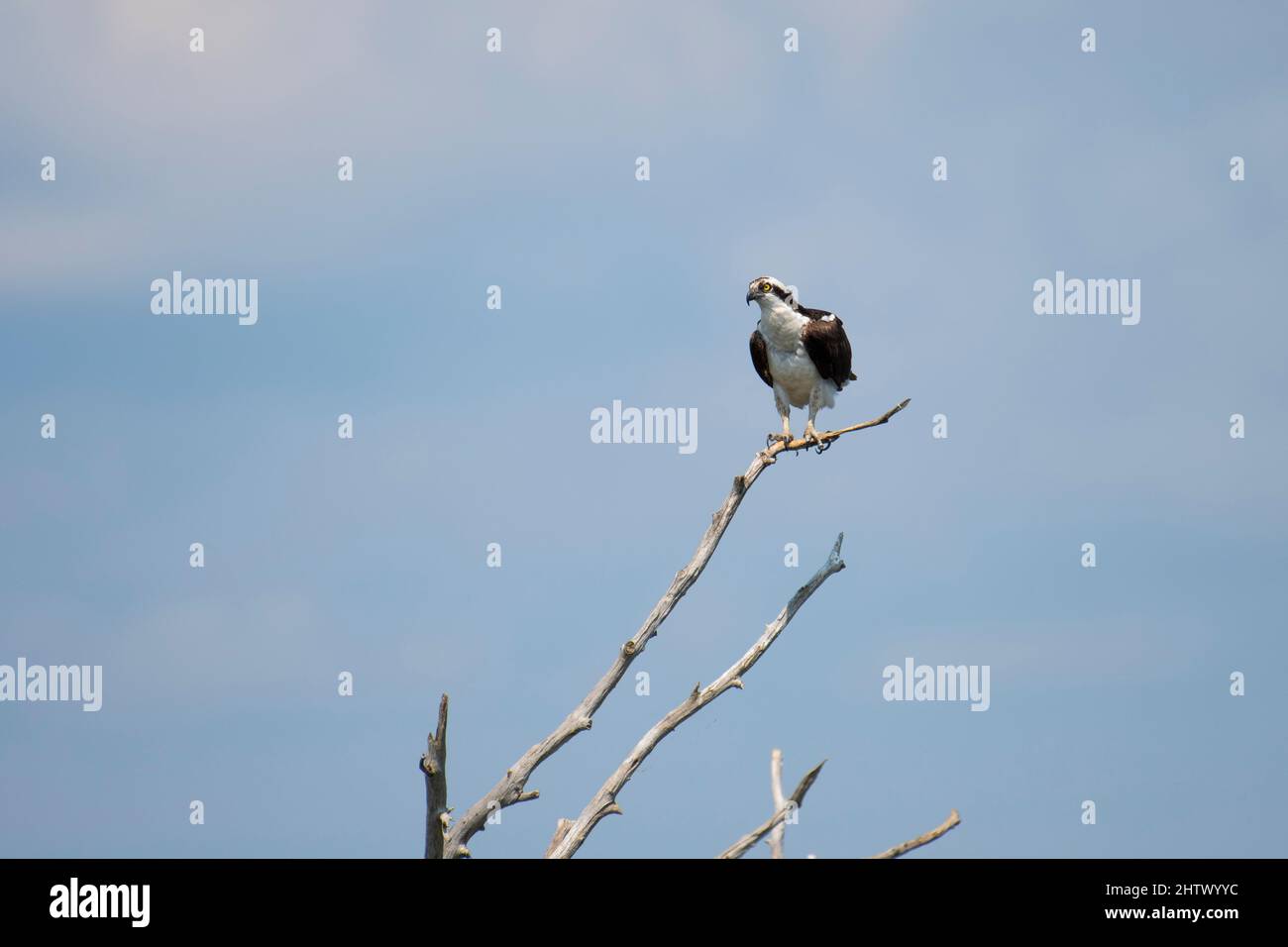 Perchée Osprey au-dessus du fleuve Saint-Laurent. Banque D'Images