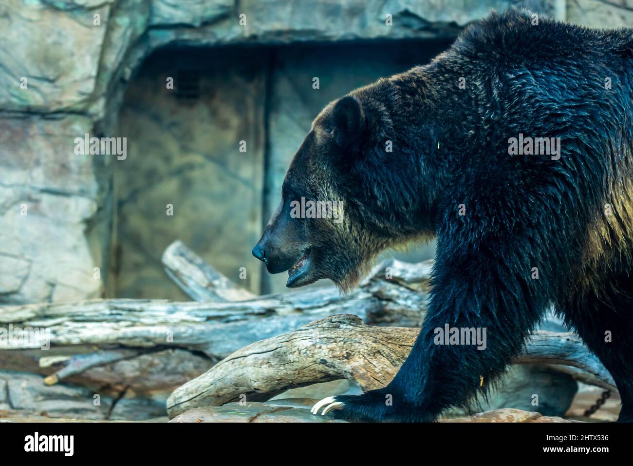 Un grand ours grizzli à Tucson, Arizona Banque D'Images