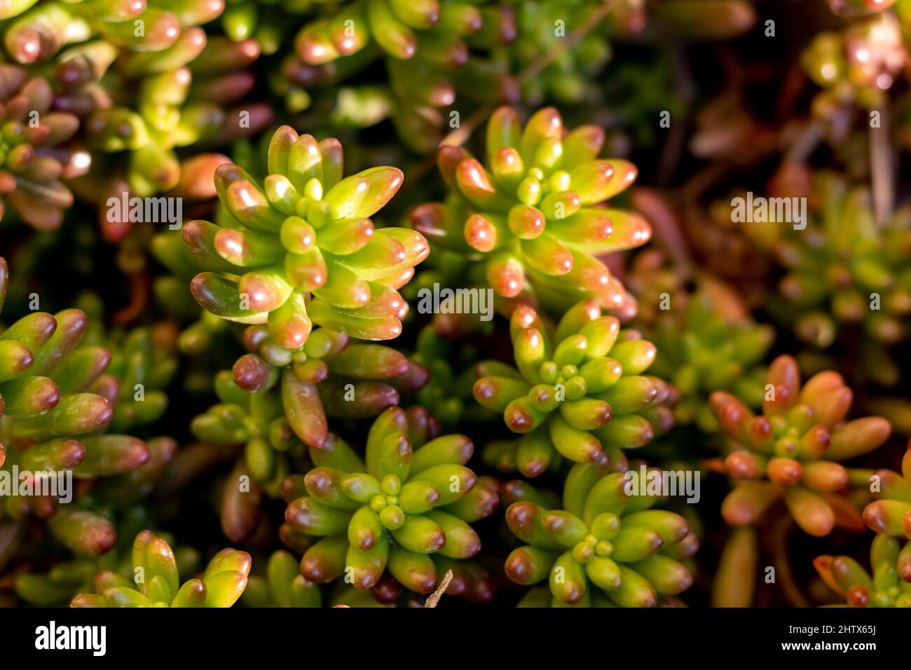 Jelly beans plants vue rapprochée Banque D'Images