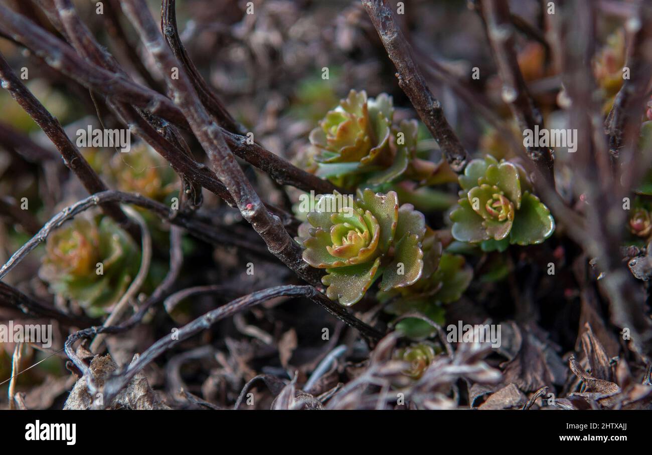 La stonécrope caucasienne est également connue sous le nom de feuilles vertes de stonécrope à deux rangées (Sedum spium) en hiver. Banque D'Images