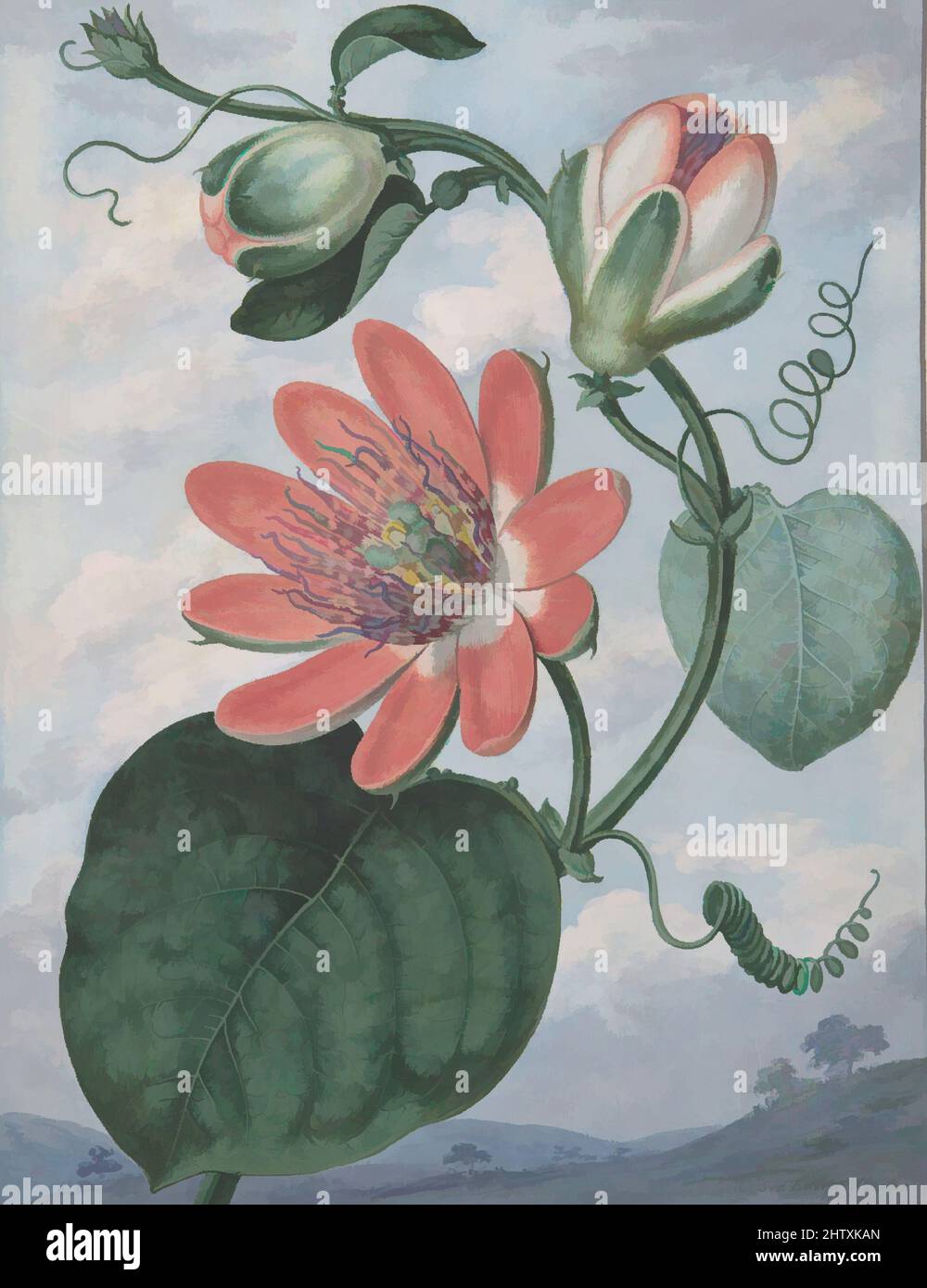 Art inspiré par passion Flower, 1799, Gouache sur vélin, feuille : 10 3/8 x 7 15/16 po. (26,3 x 20,2 cm), dessins, Sydenham Teak Edwards (British, Usk, pays de Galles 1768–1819 Londres), le Welsh Edwards est venu à Londres en 1788 à l'invitation de l'artiste-éditeur Edward Curtis, à, les œuvres classiques modernisées par Artotop avec un peu de modernité. Formes, couleur et valeur, impact visuel accrocheur sur l'art émotions par la liberté d'œuvres d'art d'une manière contemporaine. Un message intemporel qui cherche une nouvelle direction créative. Artistes qui se tournent vers le support numérique et créent le NFT Artotop Banque D'Images