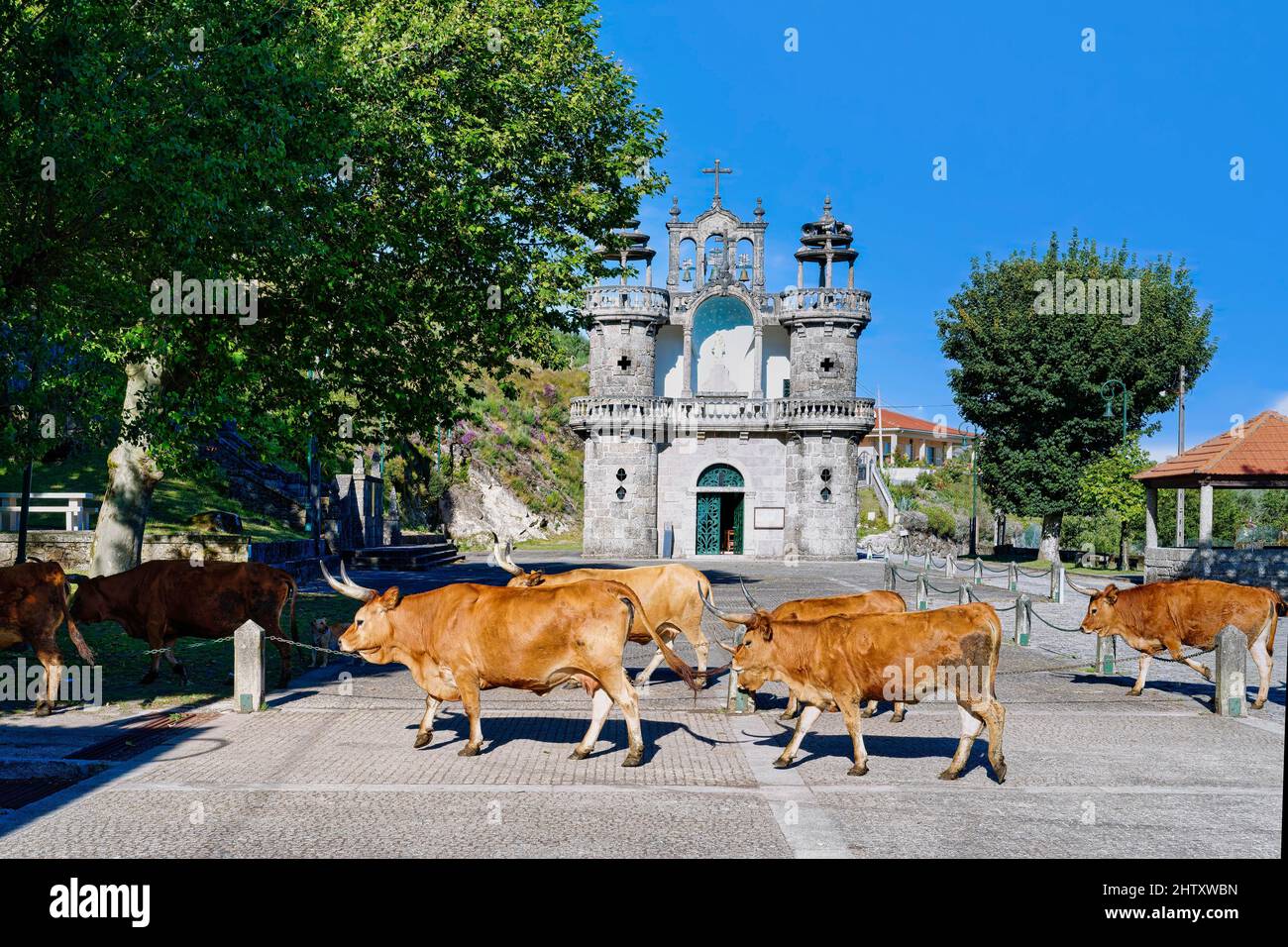 Cachena vaches traversant une place en face de l'église Santo Antonio, village de Santo Antonio Mixoes da Serra, parc national de Peneda Geres, Minho, Portugal Banque D'Images
