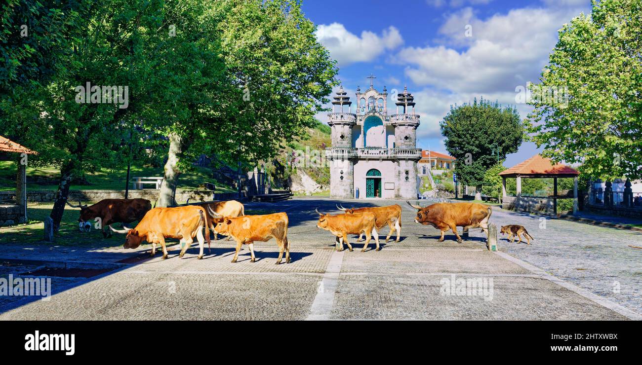 Cachena vaches traversant une place en face de l'église Santo Antonio, village de Santo Antonio Mixoes da Serra, parc national de Peneda Geres, Minho, Portugal Banque D'Images