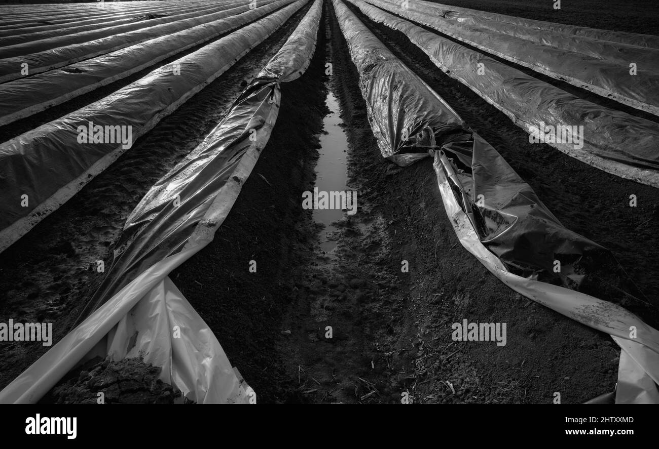 Les feuilles noires empêchent les têtes d'asperges pourpres et vertes, contrôlent le début de la récolte, le champ d'asperges, le noir et blanc, la lumière du soir, le champ de Schmiden Banque D'Images
