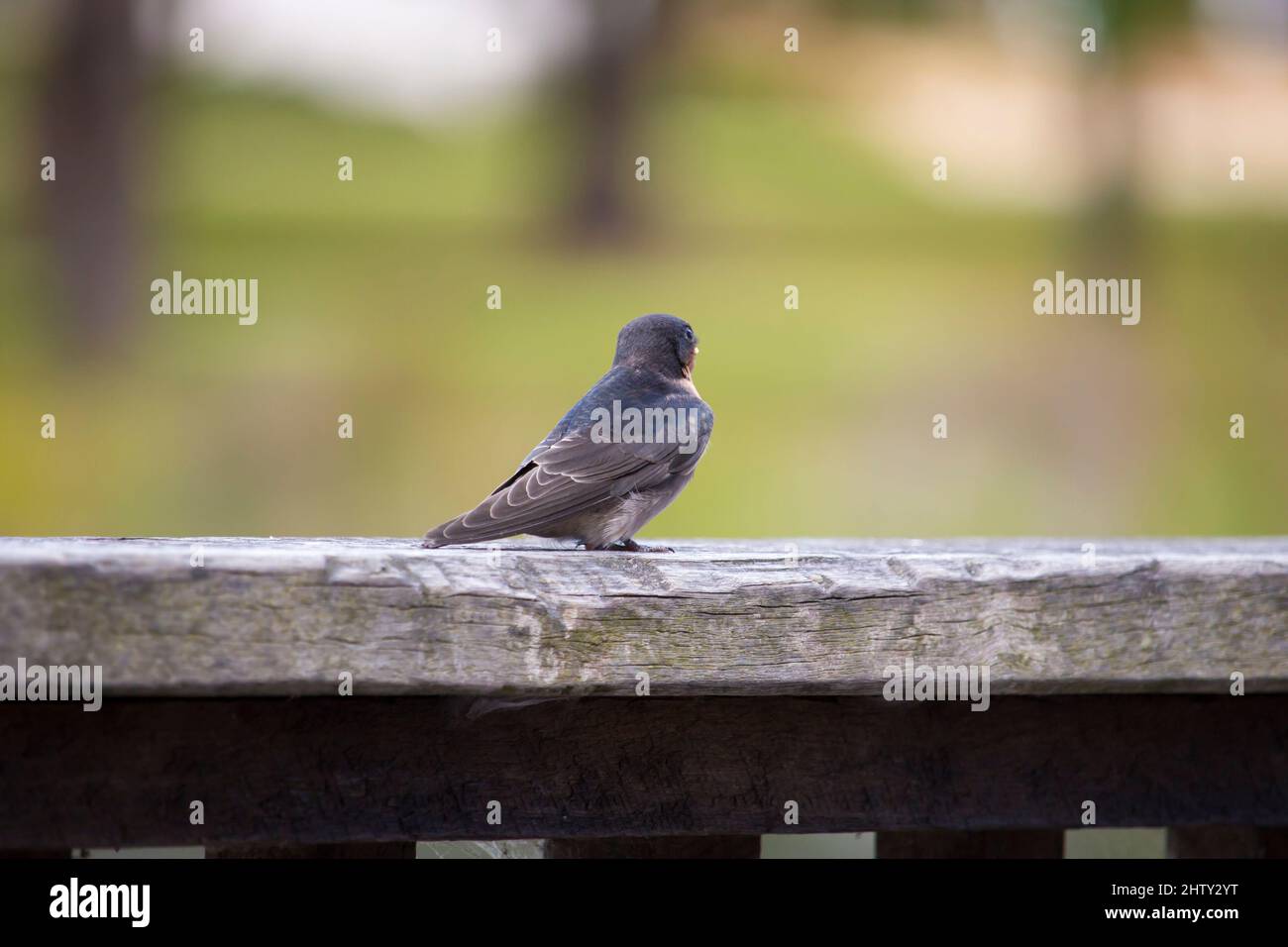 Un charmant petit peu de bienvenue hirundo neoxena, un oiseau de passereau qui perche sur un rail en bois dans l'après-midi soleil en été est curieux. Banque D'Images